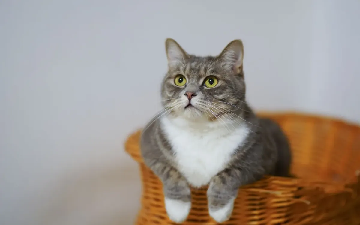 Chat gris et blanc installé dans un panier en osier