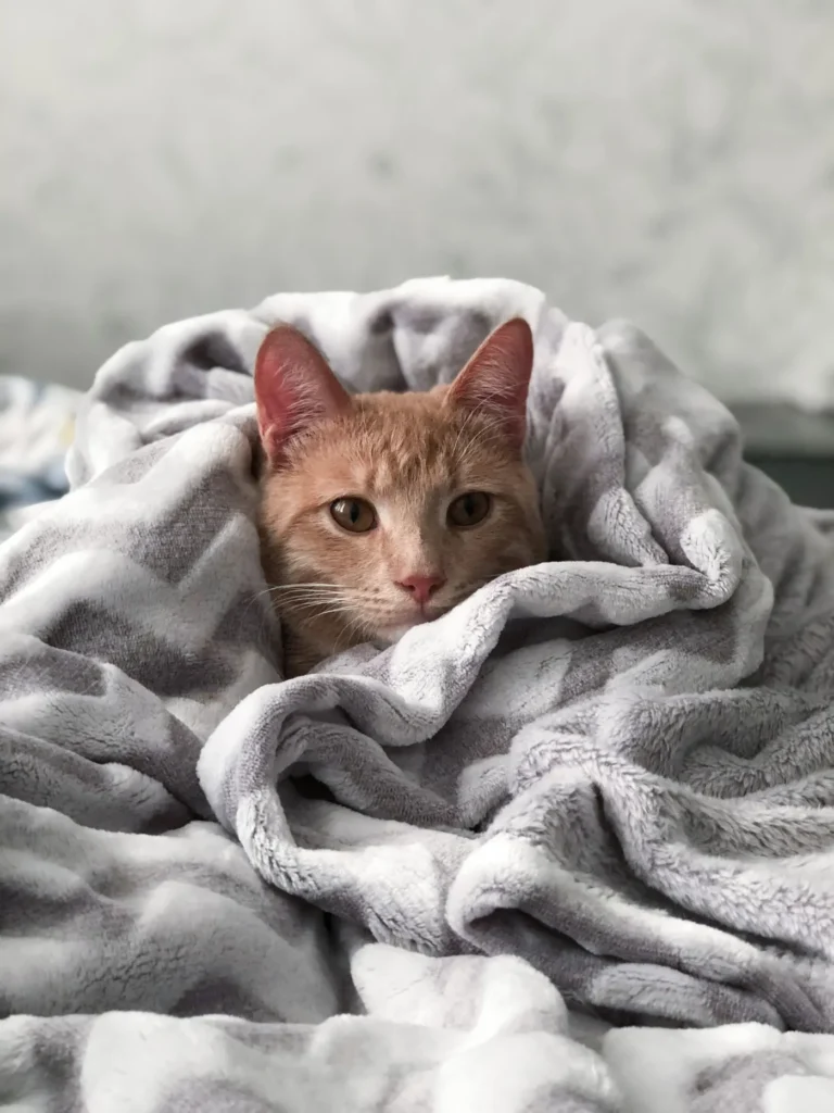 Chat roux blotti dans une couverture douce