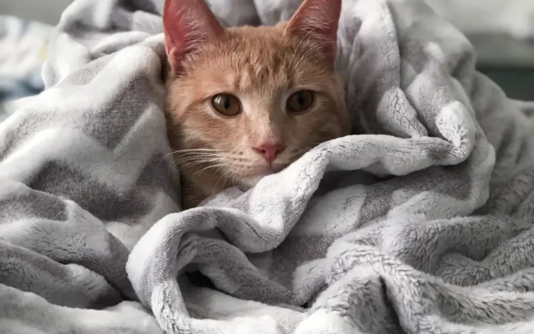 Bien-être du chat : comprendre ses besoins essentiels
