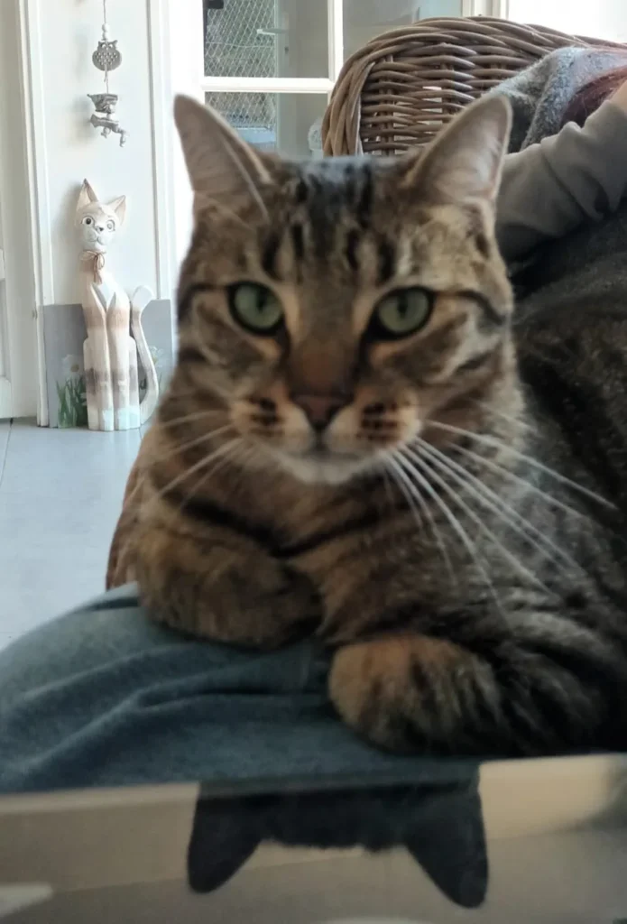 Caramel, chat tigré à adopter chez Phoenix 77