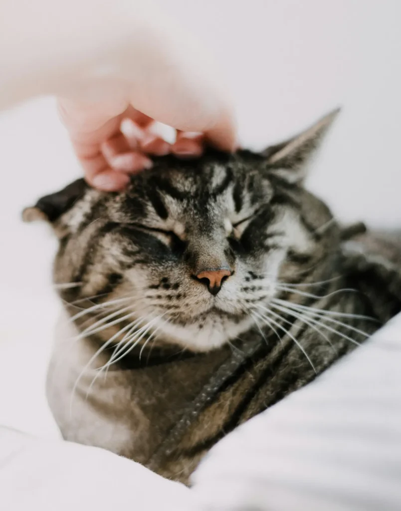 Main qui caresse un chat tigré apaisé, les yeux fermés