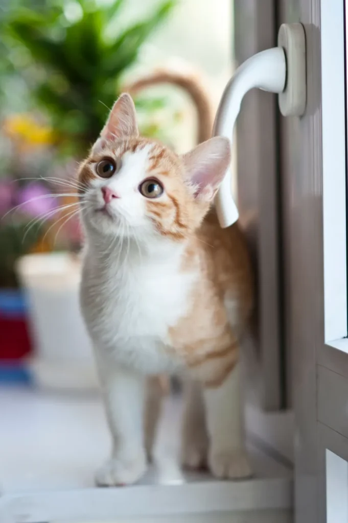 Chat roux et blanc curieux qui lève les yeux