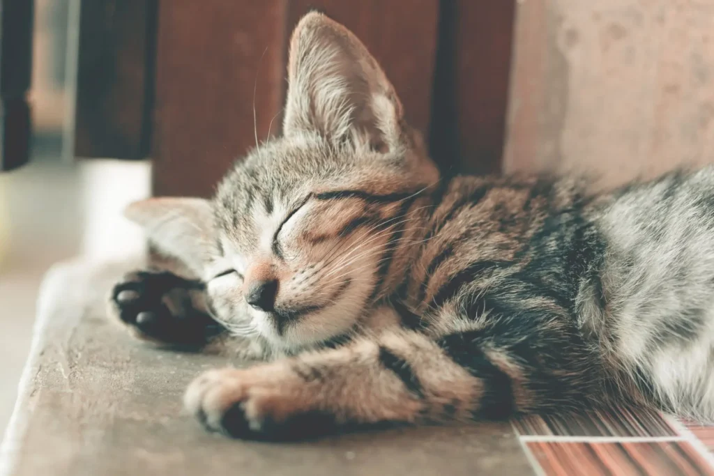 Chat tigré endormi paisiblement