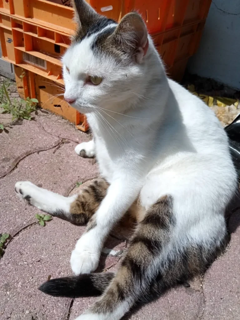 Duchesse, chatte blanche et tigrée à adopter chez Phoenix 77