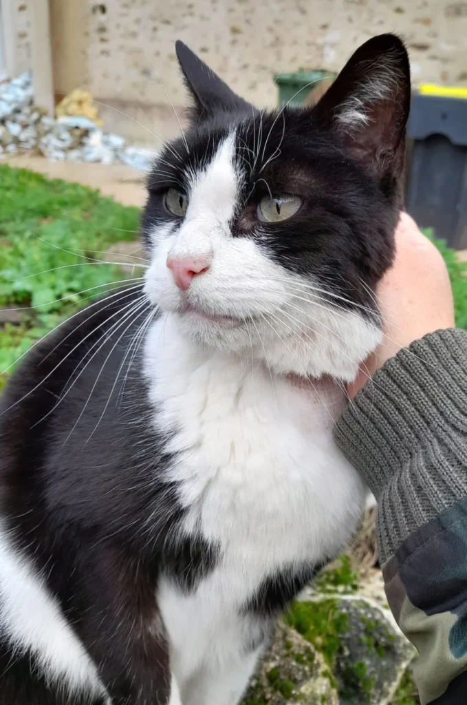 Noé, chat noir et blanc à adopter chez Phoenix 77