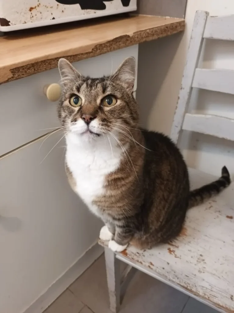Nounours, chat senior tigré et blanc à adopter chez Phoenix 77
