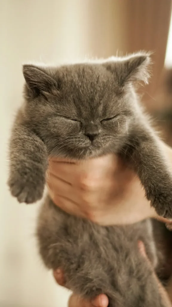 Chaton gris tenu dans des mains bienveillantes