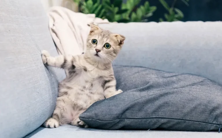 Les premiers jours d’un chat adopté : nos conseils pour une arrivée en douceur