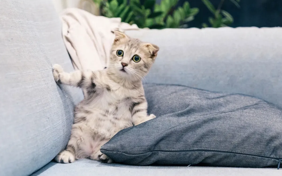 Chaton tigré sur un canapé dans son nouveau foyer