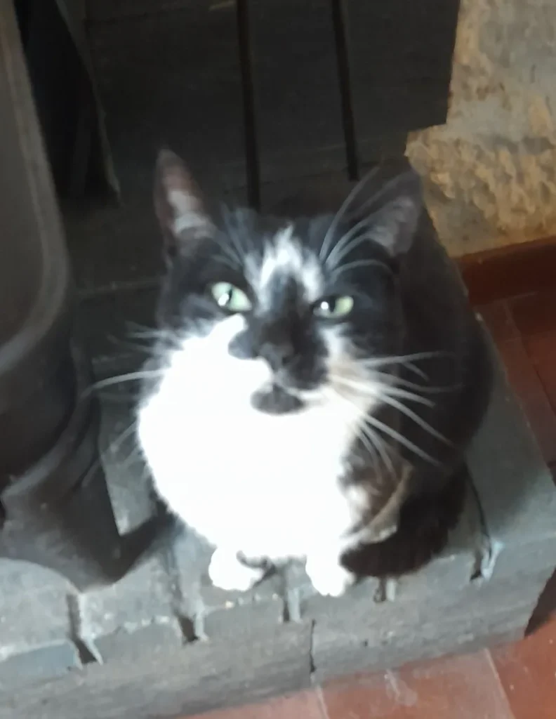 Shamy, chatte noire et blanche à adopter chez Phoenix 77